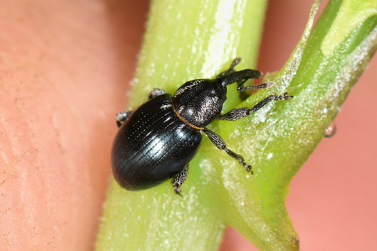 Curculionidae: Smicronyx cyaneus, su asparago